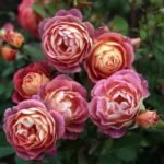 PRIEUREDE ST.COSME - Image 3