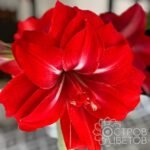 RED PEACOCK