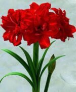 RED PEACOCK - Image 2