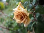 BUTTERSCOTCH - Image 14
