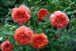 SUMMER SONG - Image 6