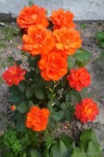 SUPER TROUPER - Image 2