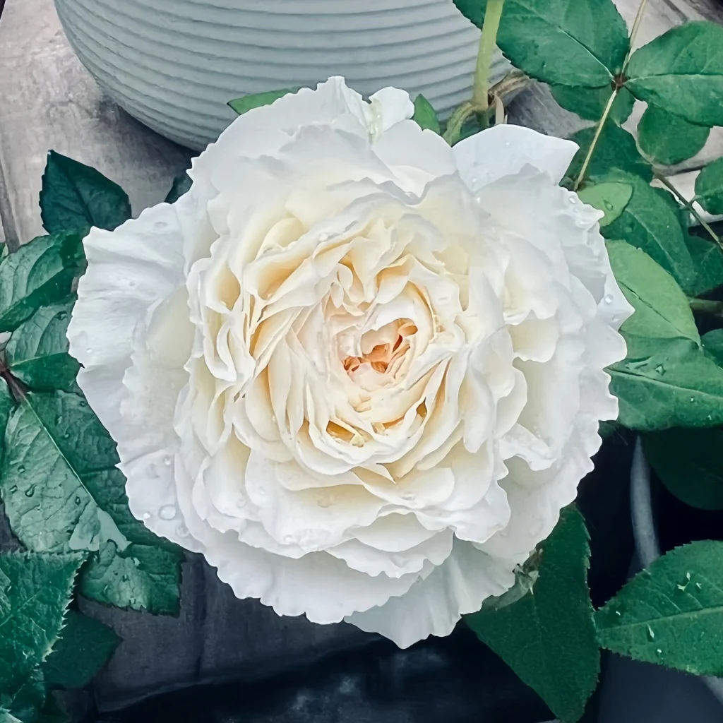 ShirabeRose01 SHILABE - Image 1