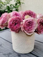 WILD MOMENTS - Image 5