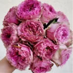 WILD MOMENTS - Image 4