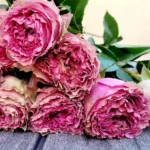 WILD MOMENTS - Image 2