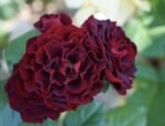 Black Jack