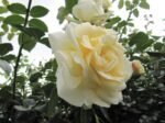 CREME DE LA CREME - Image 2