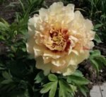 Canary Brilliants - Image 3
