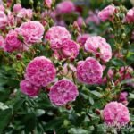 HARLOW CARR - Image 3