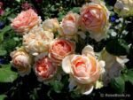 ANTICO AMORE - Image 3