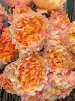 CAMPANELLA PEACH - Image 4