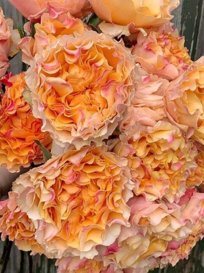 CAMPANELLA PEACH - Image 4