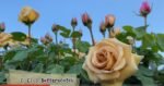 BUTTERSCOTCH - Image 3