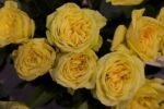 LEMON POMPON - Image 2