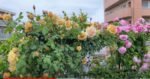 BUTTERSCOTCH - Image 4