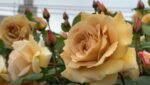 BUTTERSCOTCH - Image 5