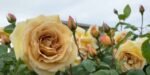 BUTTERSCOTCH - Image 7