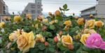 BUTTERSCOTCH - Image 8
