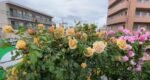 BUTTERSCOTCH - Image 11