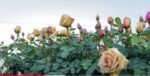 BUTTERSCOTCH - Image 9