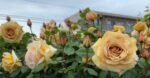 BUTTERSCOTCH - Image 12
