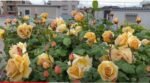 BUTTERSCOTCH - Image 13