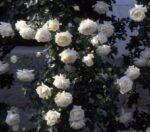 CREME DE LA CREME - Image 4