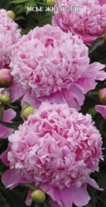 MONSIEUR JULES ELIE - Image 3