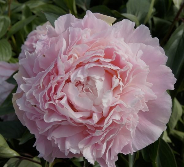 CHIFFON PARFAIT - Image 1