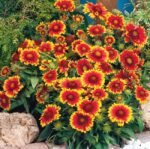 გაილარდია ARIZONA SUN - Image 2