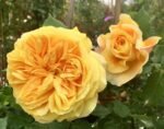 GOLDEN ZEST - Image 3