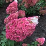 STRAWBERRY BLOSSOM - Image 2