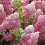 SANDAE FRAISE - Image 3