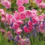 HARLOW CARR