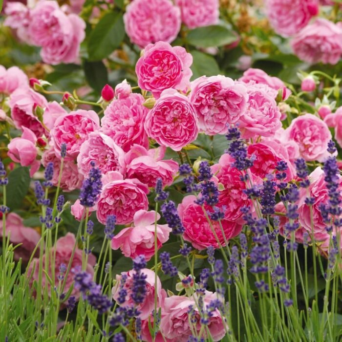 HARLOW CARR - Image 1