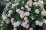 GRANDIFLORA - Image 3