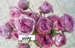 HYPE - Image 2