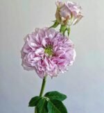 PATCHOULI - Image 4
