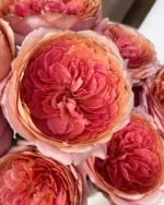 ROMANTIC ANTIKE