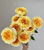 CARAMEL ANTIKE - Image 3
