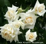 ILSE KROHN SUPERIOR
