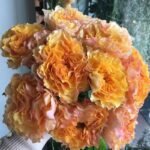 CAMPANELLA PEACH - Image 2