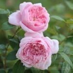 SCHONE MAID - Image 4