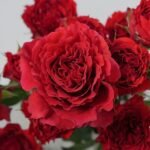 MAYRA'S RED - Image 3