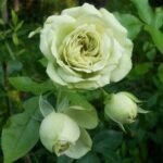 LOVELY GREEN - Image 4