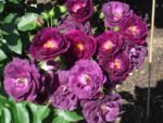 MIDNIGHT ROSE - Image 2
