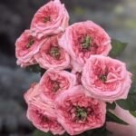 NEW DESIGN - Image 2