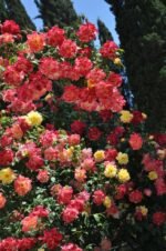 POLKA BUTTERFLY - Image 5