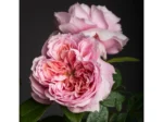 SCHONE MAID - Image 3